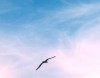 Royal Albatross

Trip: New Zealand
Entry: The Deep South.
Date Taken: 18 Mar/03
Country: New Zealand
Viewed: 1758 times
Rated: 6.0/10 by 1 person